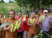 Hadiri Panen Jagung Kelompok Tani Garolaha, Wali Kota dan Wakil Wali Kota Tidore Beri Kepastian Pasar untuk Hasil Pertanian