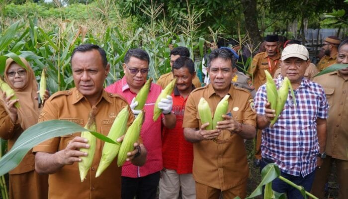 Hadiri Panen Jagung Kelompok Tani Garolaha, Wali Kota dan Wakil Wali Kota Tidore Beri Kepastian Pasar untuk Hasil Pertanian
