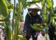 Hadiri Panen Jagung, Wali Kota Tidore Kepulauan Ajak Anak Muda Jadi Petani