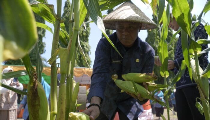 Hadiri Panen Jagung, Wali Kota Tidore Kepulauan Ajak Anak Muda Jadi Petani