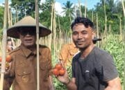 Wabup Halmahera Selatan Hadiri Panen Raya Tomat Program TEKAD di Desa Tawa