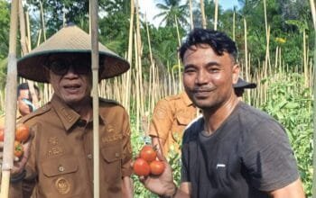 Wabup Halmahera Selatan Hadiri Panen Raya Tomat Program TEKAD di Desa Tawa