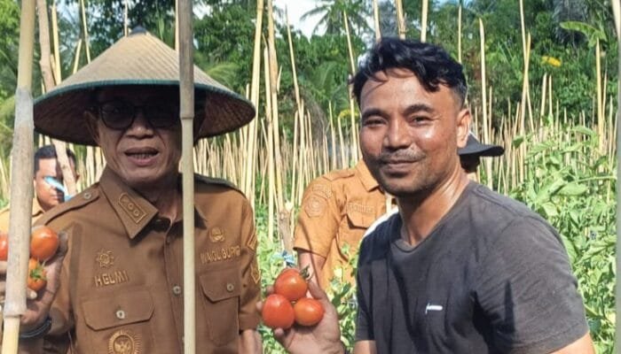 Wabup Halmahera Selatan Hadiri Panen Raya Tomat Program TEKAD di Desa Tawa